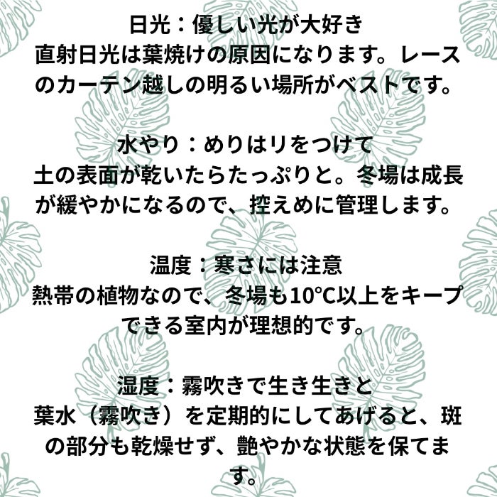 観葉植物現品販売