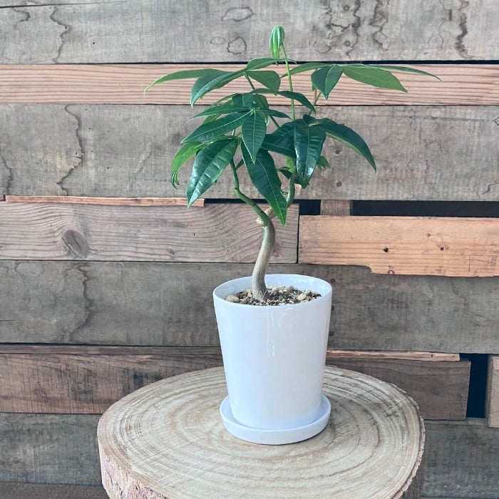 観葉植物現品販売