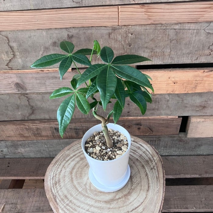 観葉植物現品販売