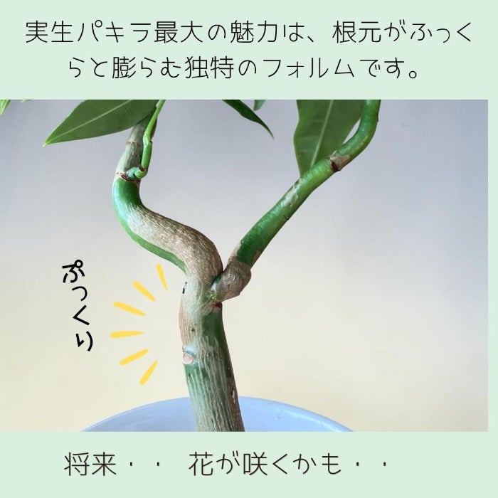 観葉植物現品販売