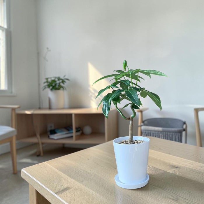 観葉植物現品販売
