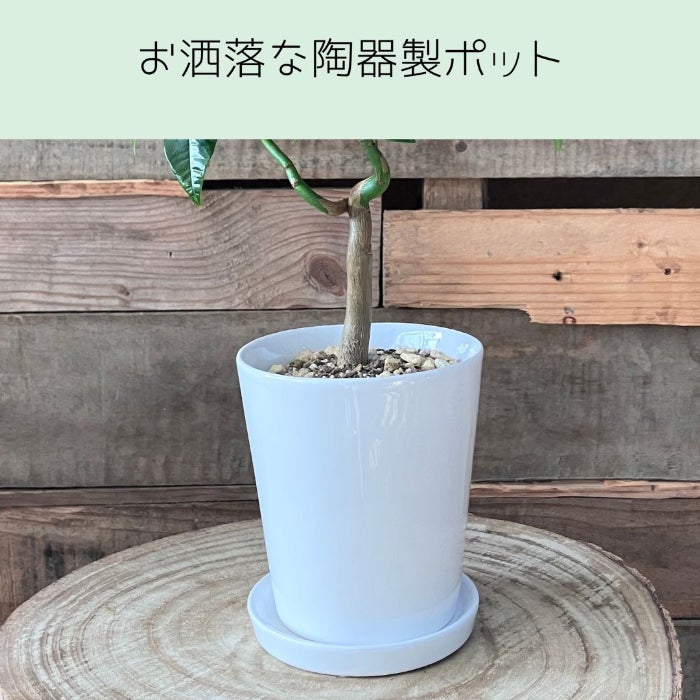 観葉植物現品販売