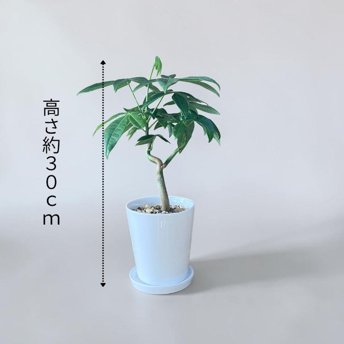 観葉植物現品販売