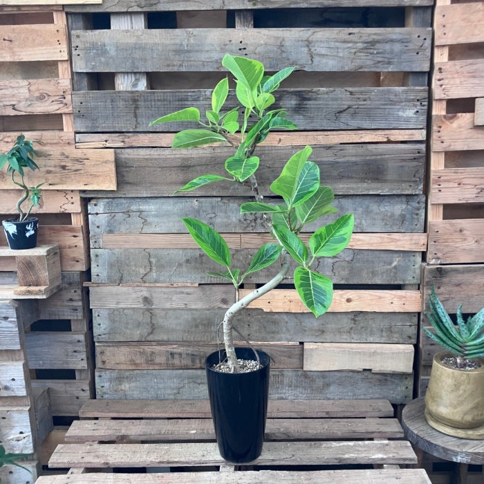 観葉植物現品販売