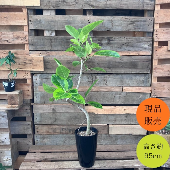 観葉植物現品販売
