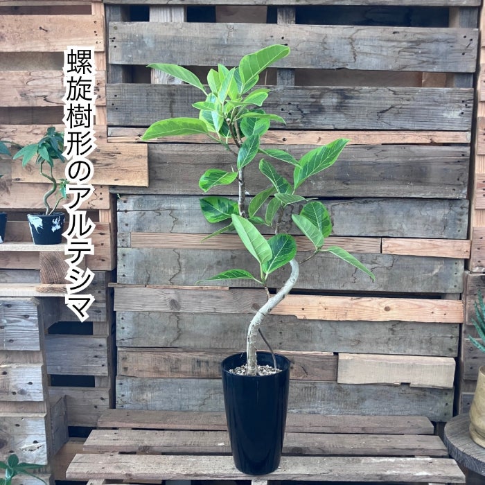 観葉植物現品販売