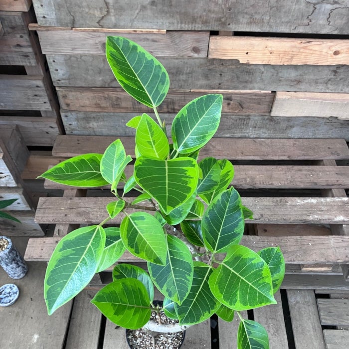 観葉植物現品販売