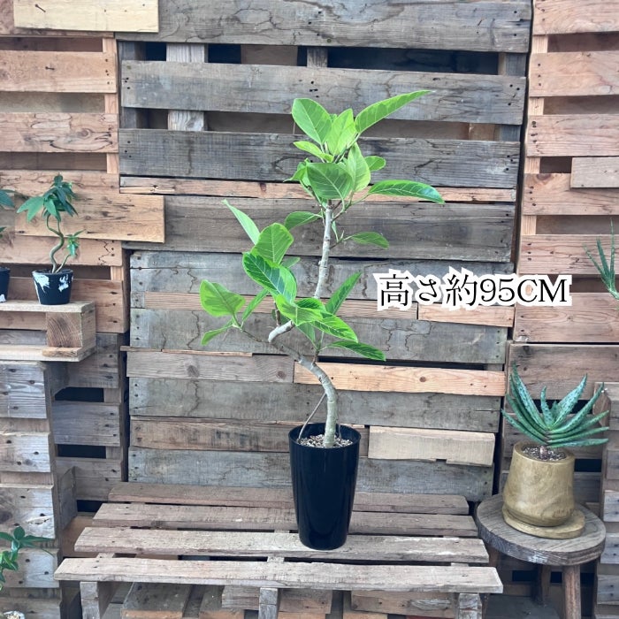 観葉植物現品販売