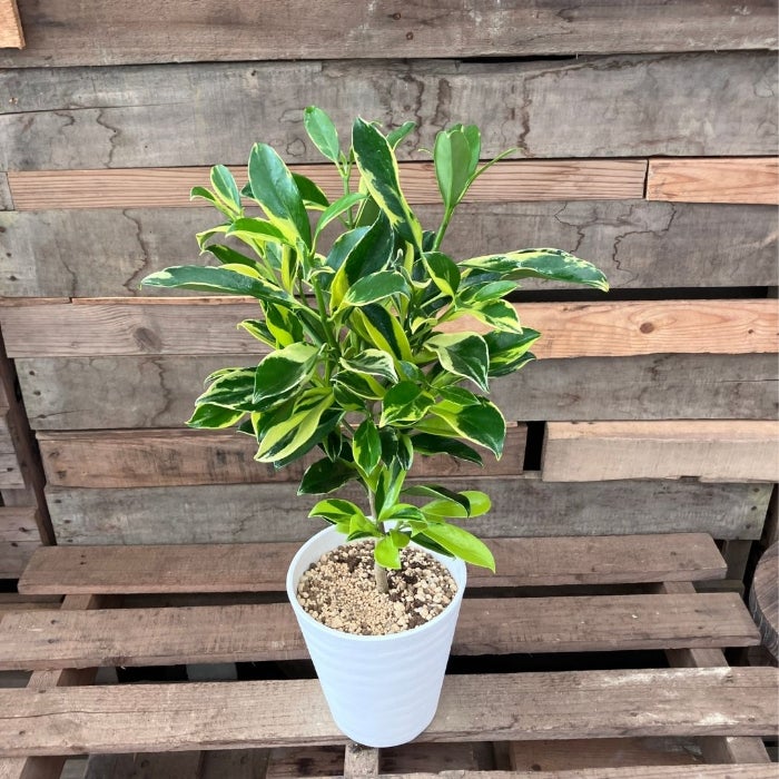 観葉植物現品販売
