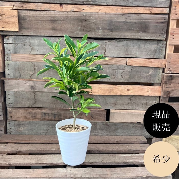 観葉植物現品販売