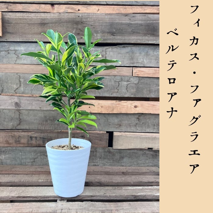 観葉植物現品販売