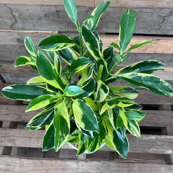 観葉植物現品販売
