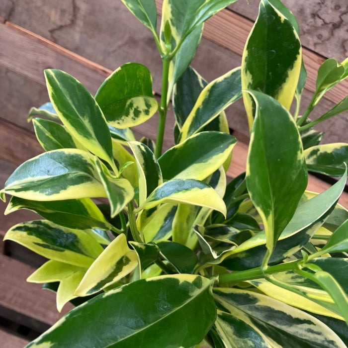 観葉植物現品販売