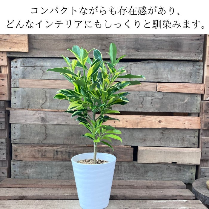 観葉植物現品販売