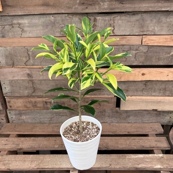 観葉植物現品販売