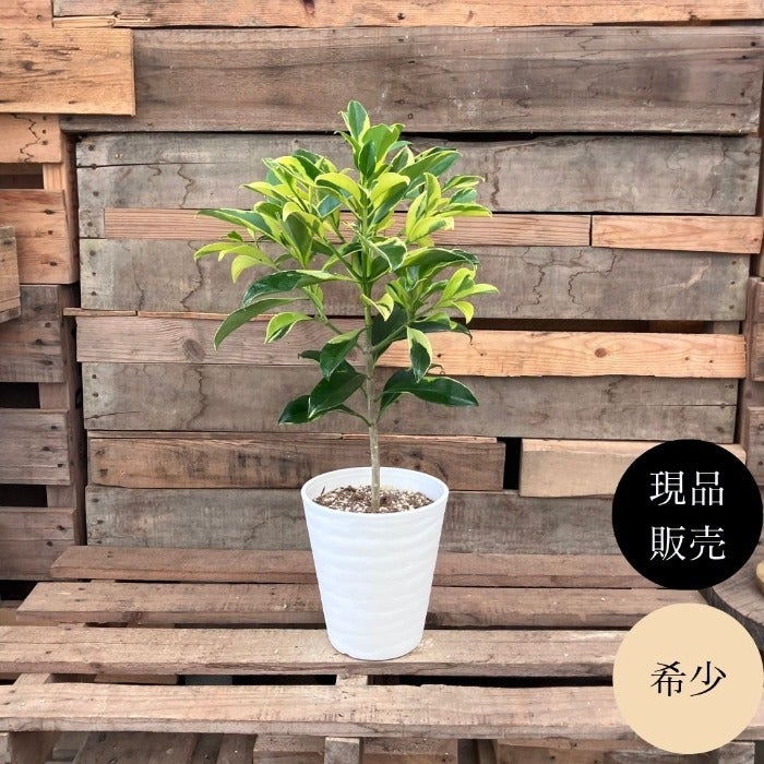 観葉植物現品販売