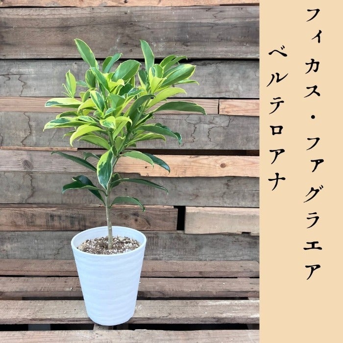 観葉植物現品販売
