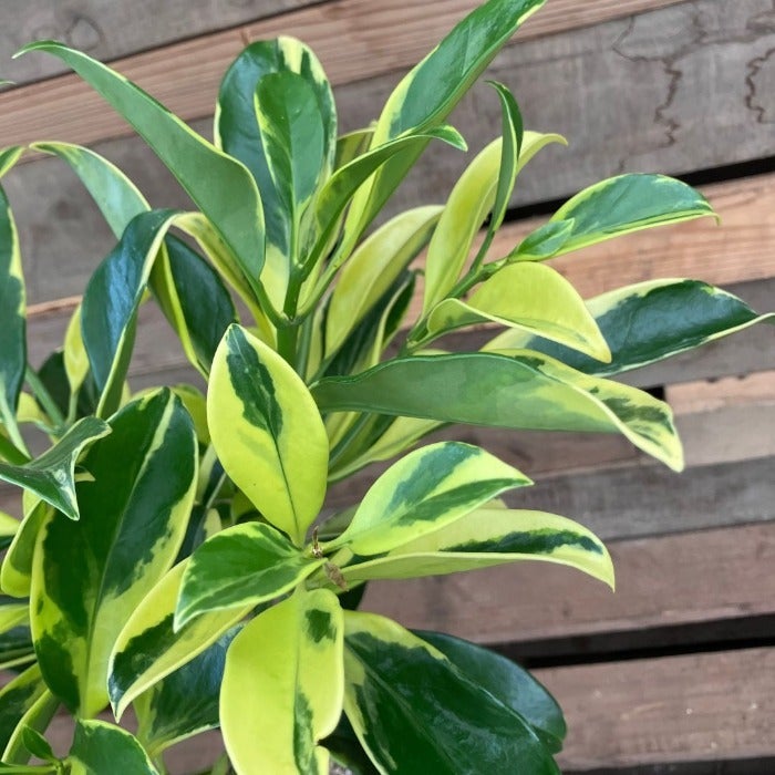 観葉植物現品販売