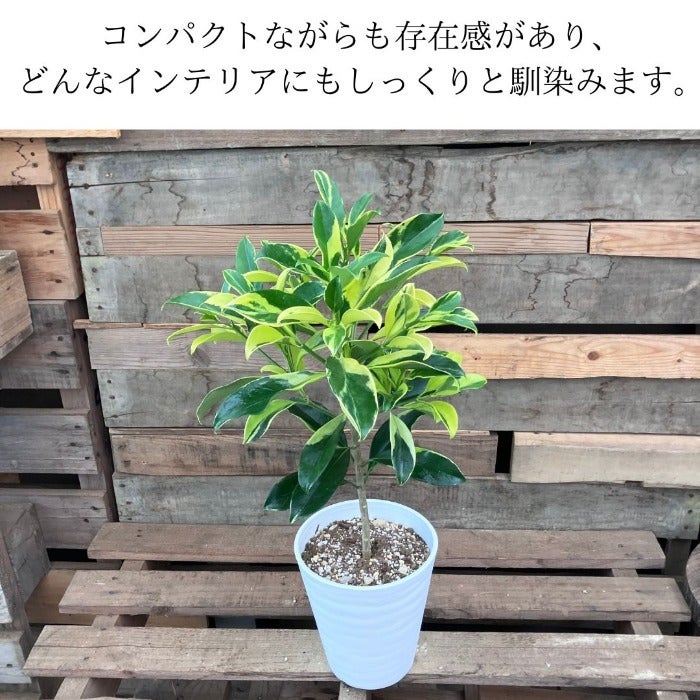 観葉植物現品販売