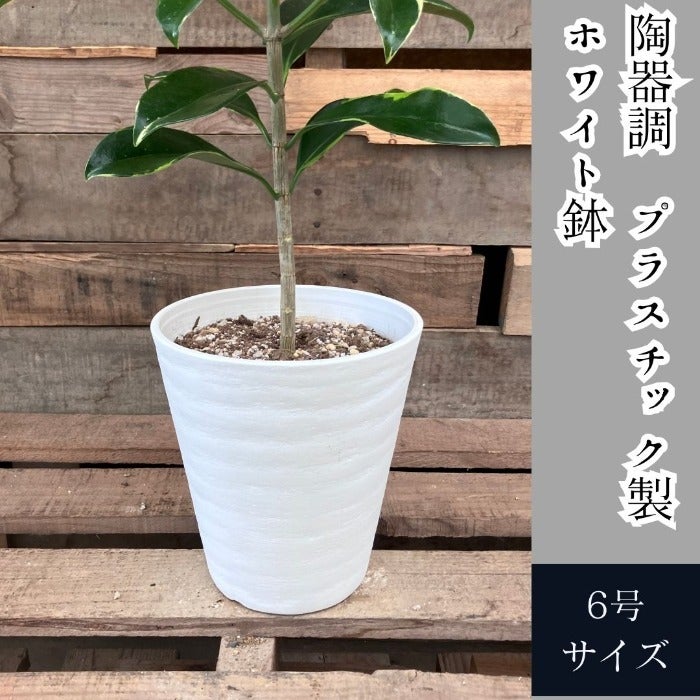 観葉植物現品販売