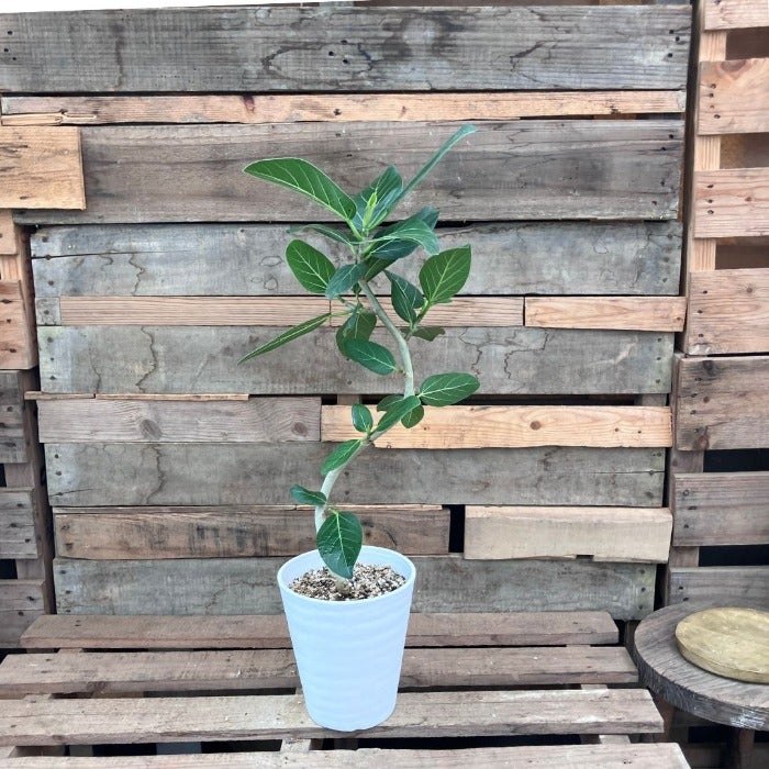 観葉植物現品販売
