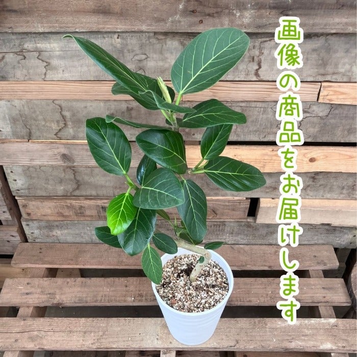 観葉植物現品販売