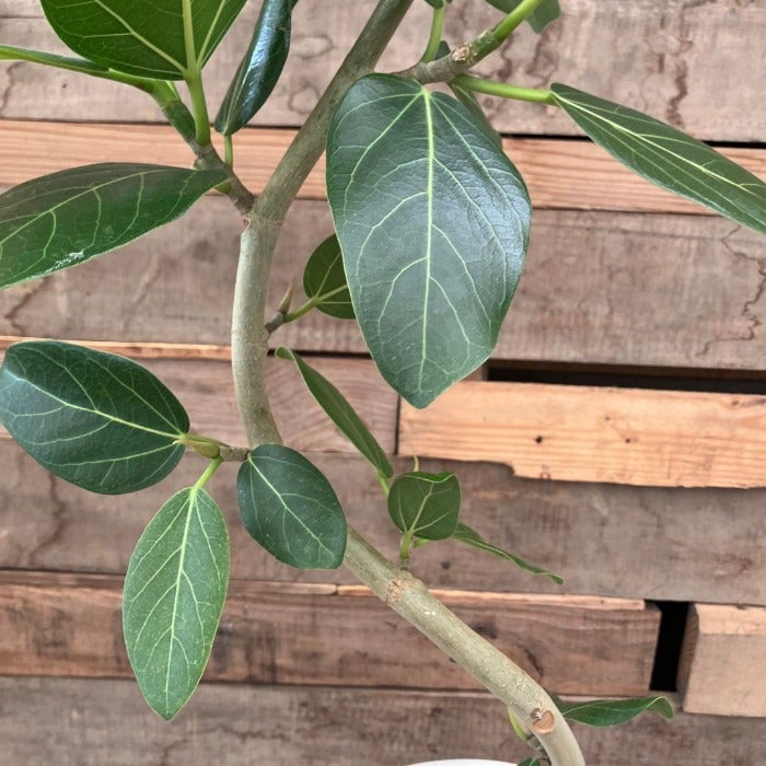 観葉植物現品販売