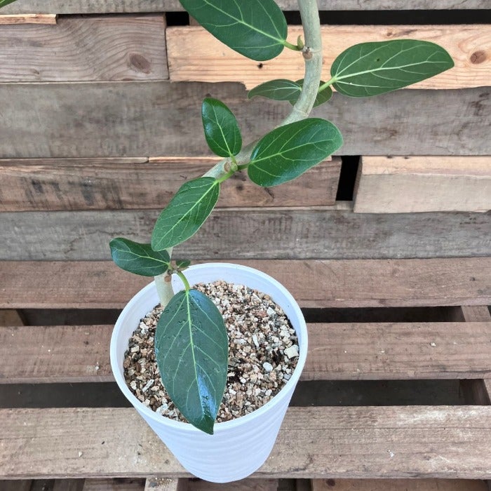 観葉植物現品販売