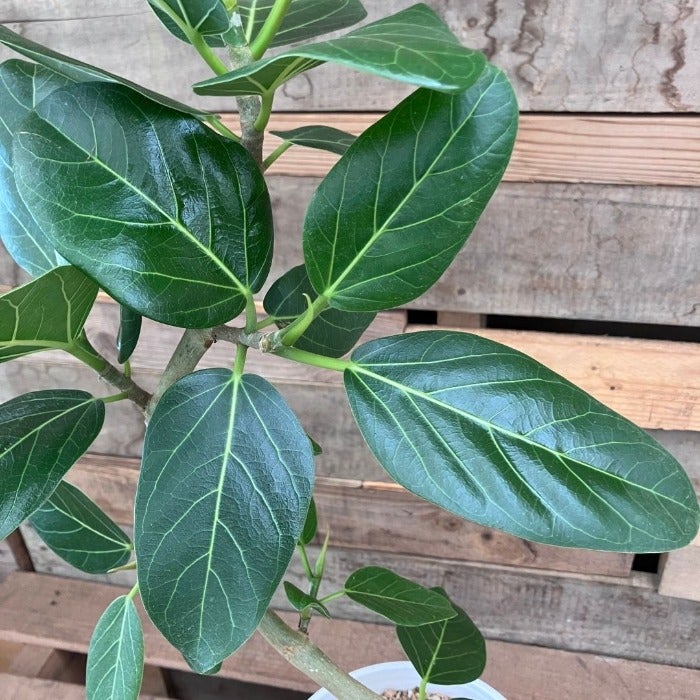 観葉植物現品販売