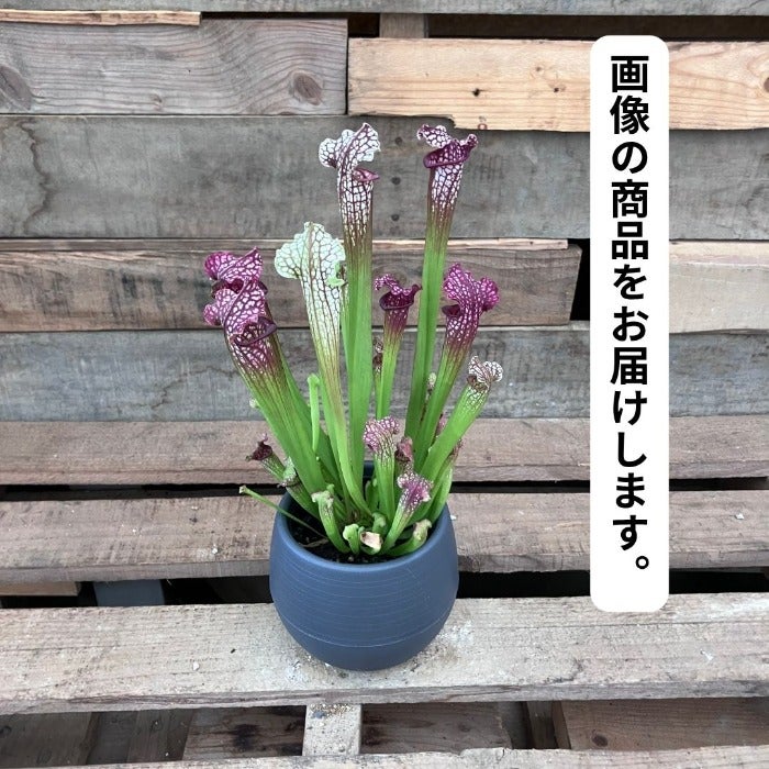 観葉植物現品販売