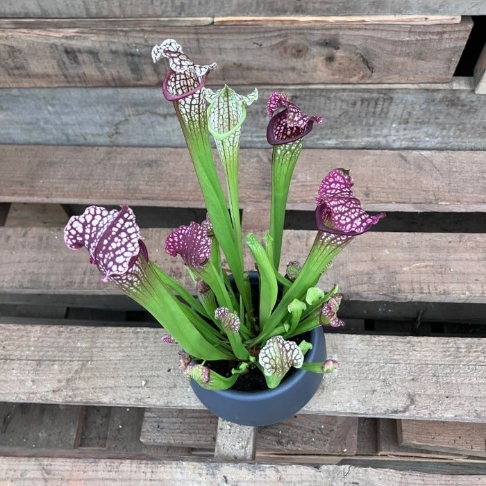 観葉植物現品販売