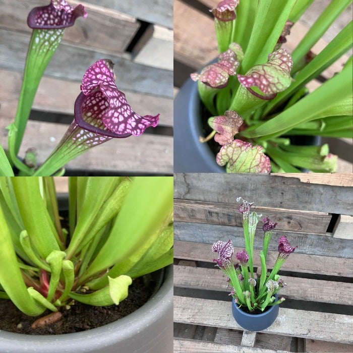 観葉植物現品販売