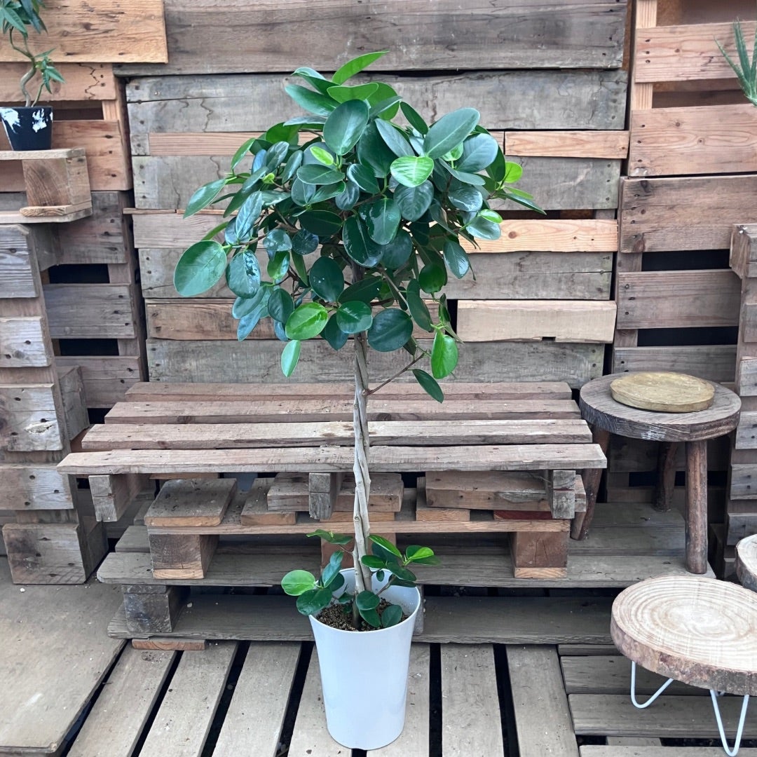 観葉植物 本物 【現品】 希少 フィカス オオバンボダイジュ 新品