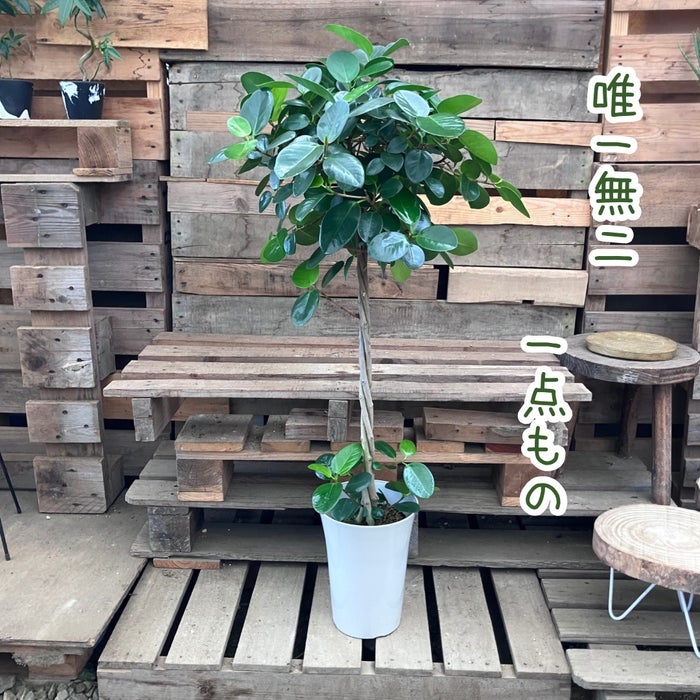 観葉植物現品販売