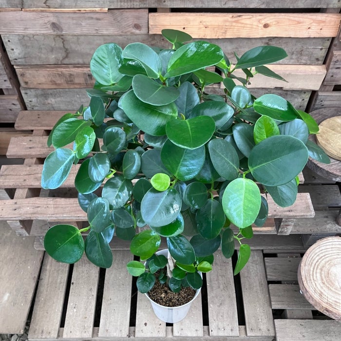 観葉植物現品販売