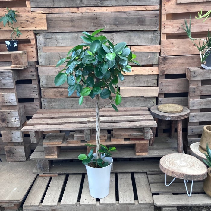 観葉植物現品販売