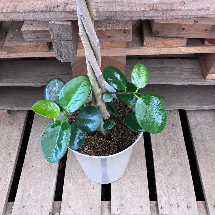 観葉植物現品販売