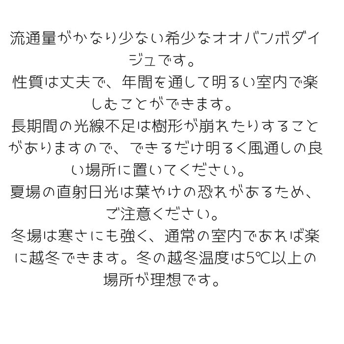 観葉植物現品販売