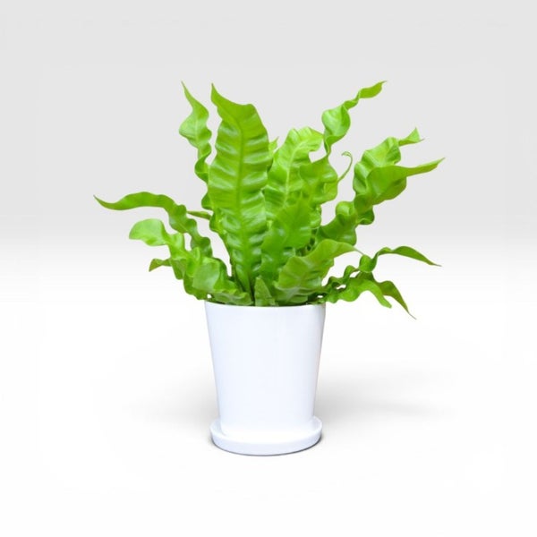 世界が認めた美しさ】エメラルドウェーブ 観葉植物陶器製ホワイト 