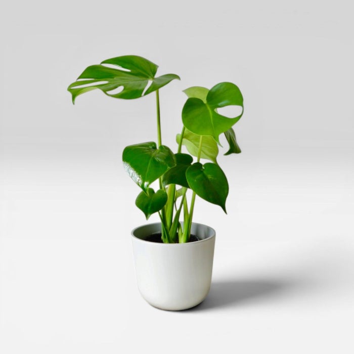 選べる4Color】モンステラ4号デザインポット 観葉植物 本物
