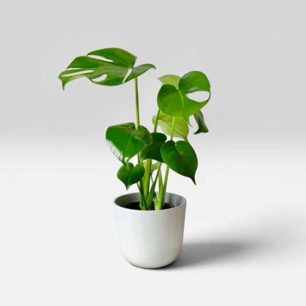 選べる4Color】モンステラ4号デザインポット 観葉植物 本物
