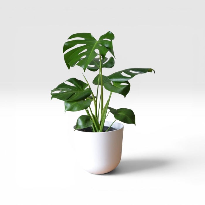 選べる4Color】モンステラ6号デザインポット 観葉植物 本物