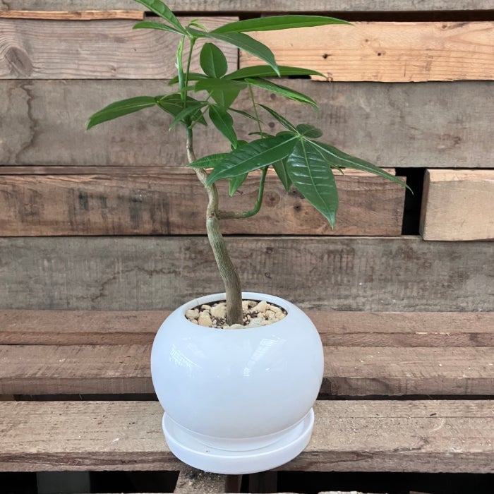 観葉植物現品販売