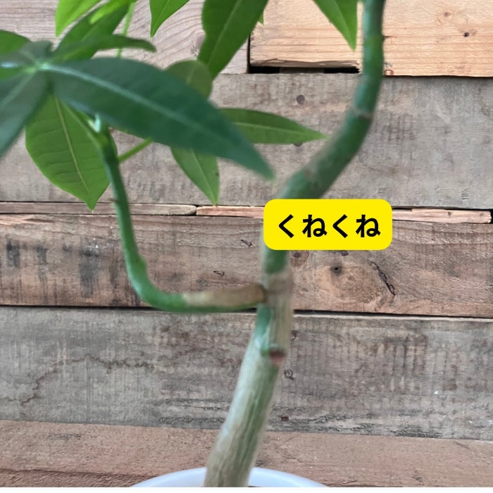 観葉植物現品販売