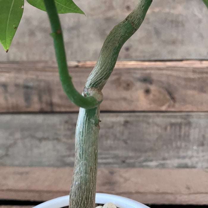 観葉植物現品販売