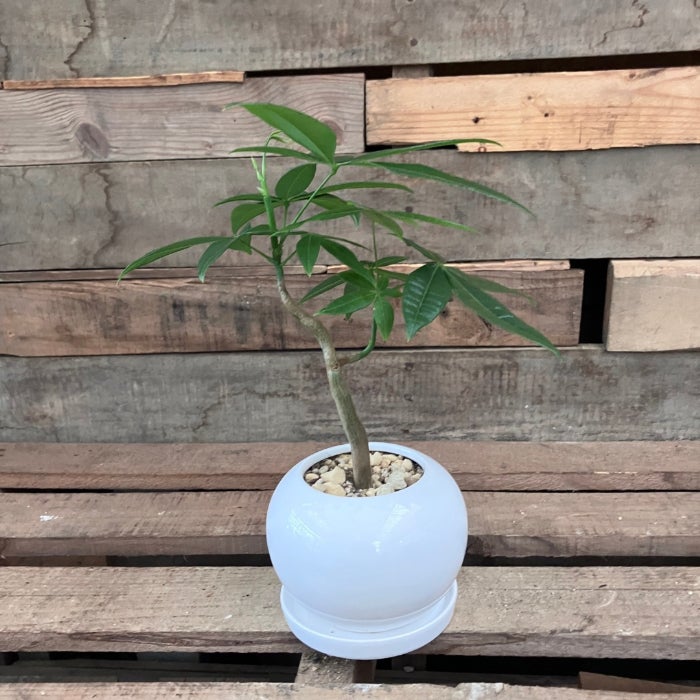 観葉植物現品販売