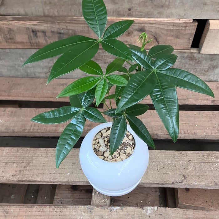 観葉植物現品販売