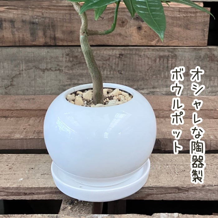 観葉植物現品販売
