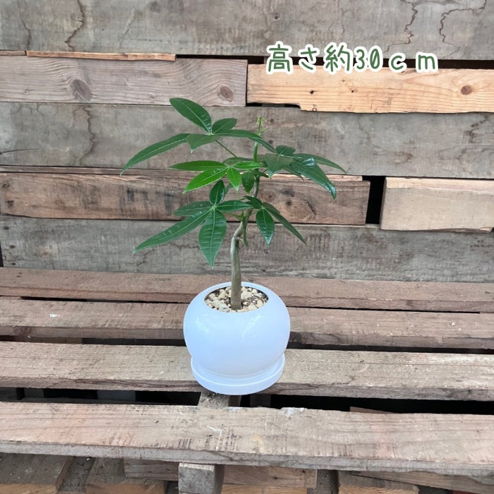 観葉植物現品販売