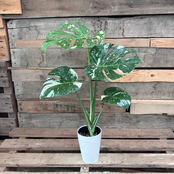 観葉植物現品販売